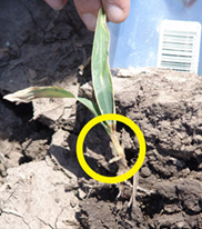 Seedling decay in early planted corn